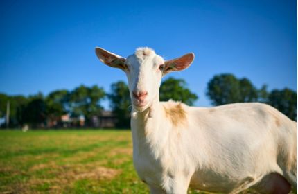 有机羊奶粉十大品牌排名,俄罗斯羊奶粉十大品牌