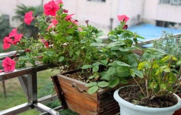 养蚯蚓的粪拉回去怎么发酵,蚯蚓粪可以直接撒在土壤里吗