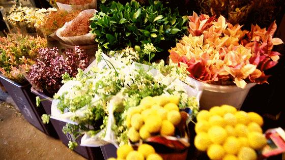 广州最便宜的花卉市场1块钱,广州岭南花卉市场买花攻略