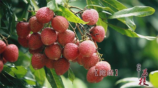 又是一年荔枝红全诗,又是一年一度荔枝成熟的季节