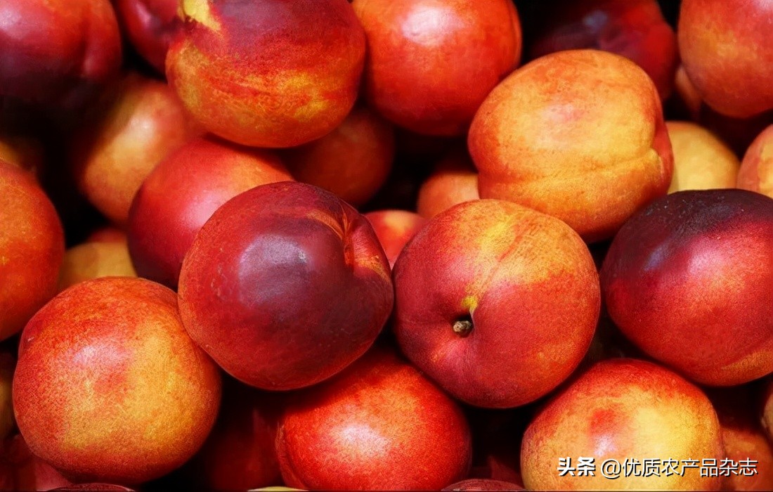 这颗桃不一般!看麻兰油桃如何“桃”人欢心