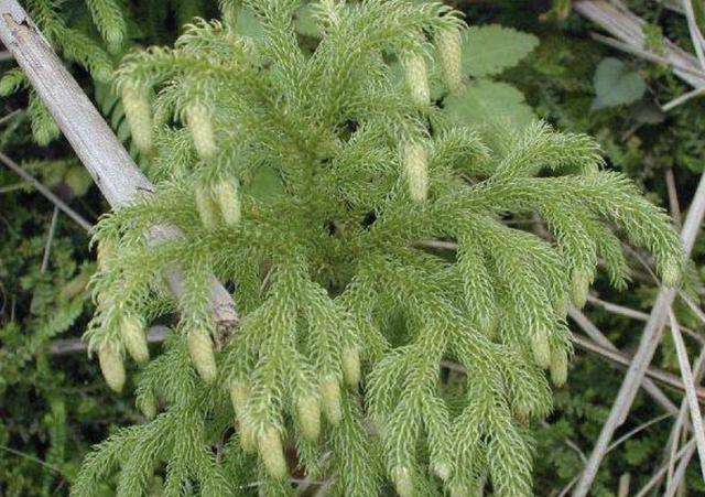 这野草远看似“绿蜈蚣”，看着吓人作用却多，数量少遇到要珍惜