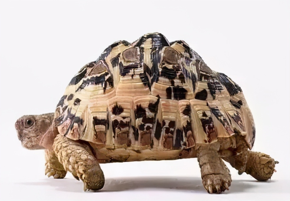 各种龟类图片大全大图,龟类展示会