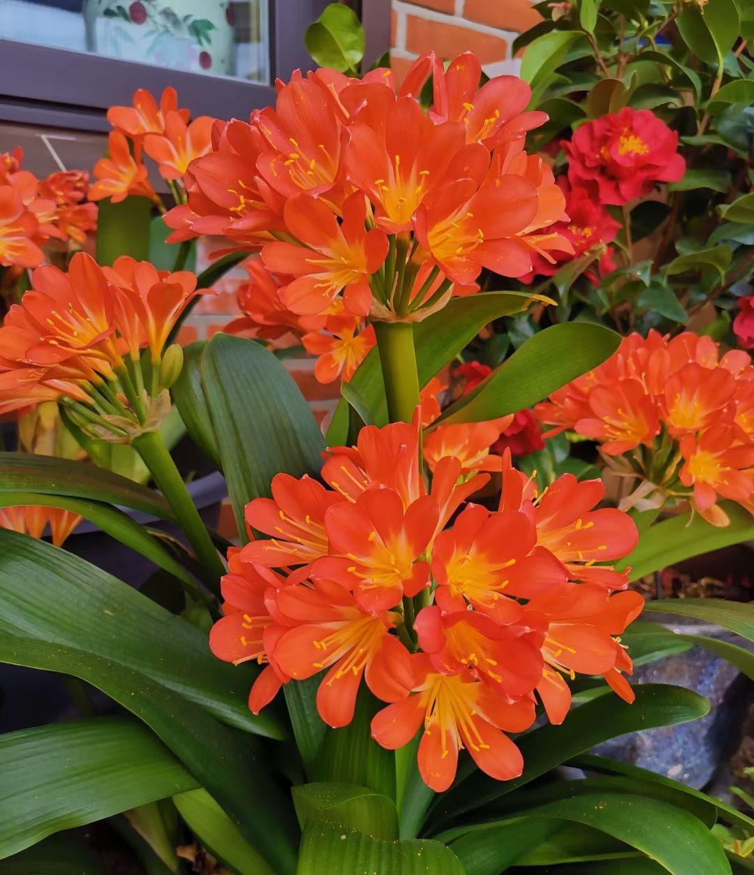 磷酸二氢钾浇花用量和使用时间,磷酸二氢钾的正确使用方法浇花