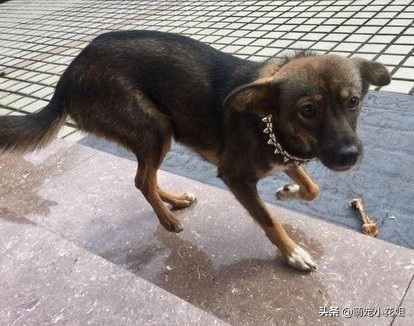 狗狗被遗弃站在车站门口不敢睡觉,流浪狗被遗弃在危险工地上