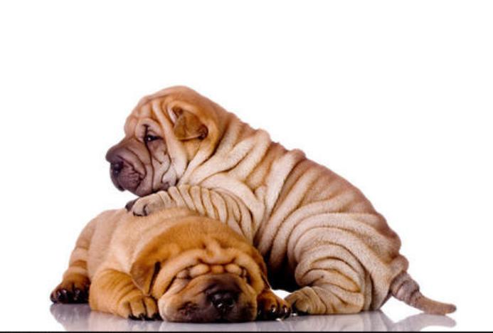 最倔的狗,脾气最暴躁的狗有哪些