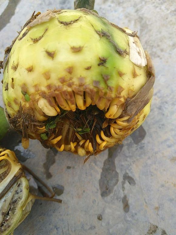 睡莲什么时候开花最好,睡莲不知道啥时能开花