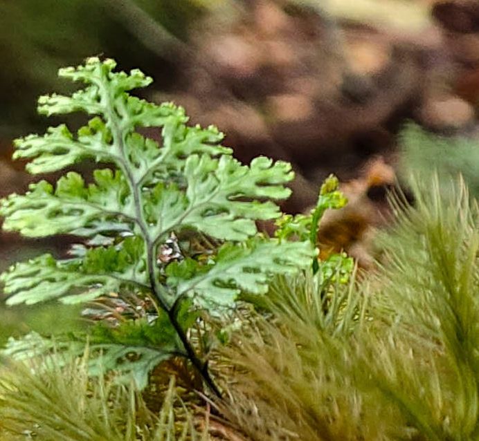 vivonex3和vivonex3s,vivonex3和vivonex3s区别