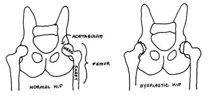 狗狗髋关节发育不良能补钙吗,狗狗髋关节发育不良软骨素