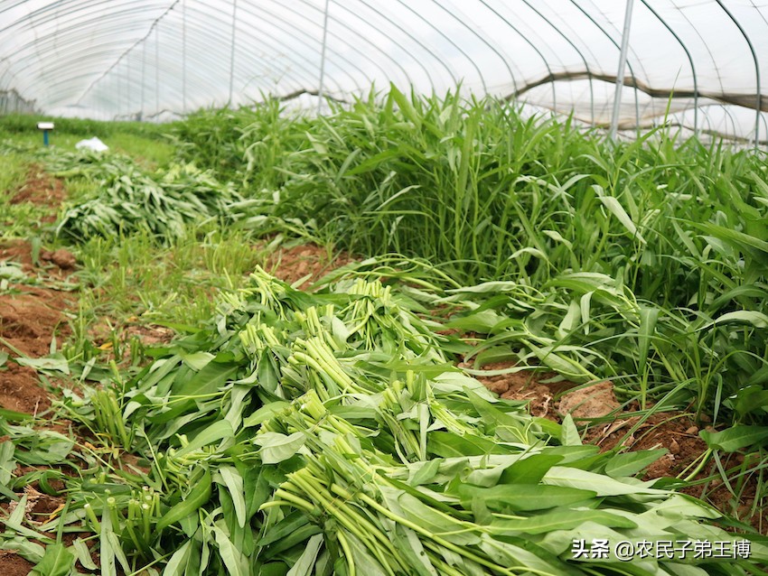 蕹菜田间管理,蕹菜枯萎病