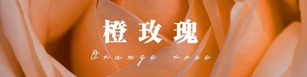 花店常用玫瑰花品种大全,一篇文章带你认识三亚40种花