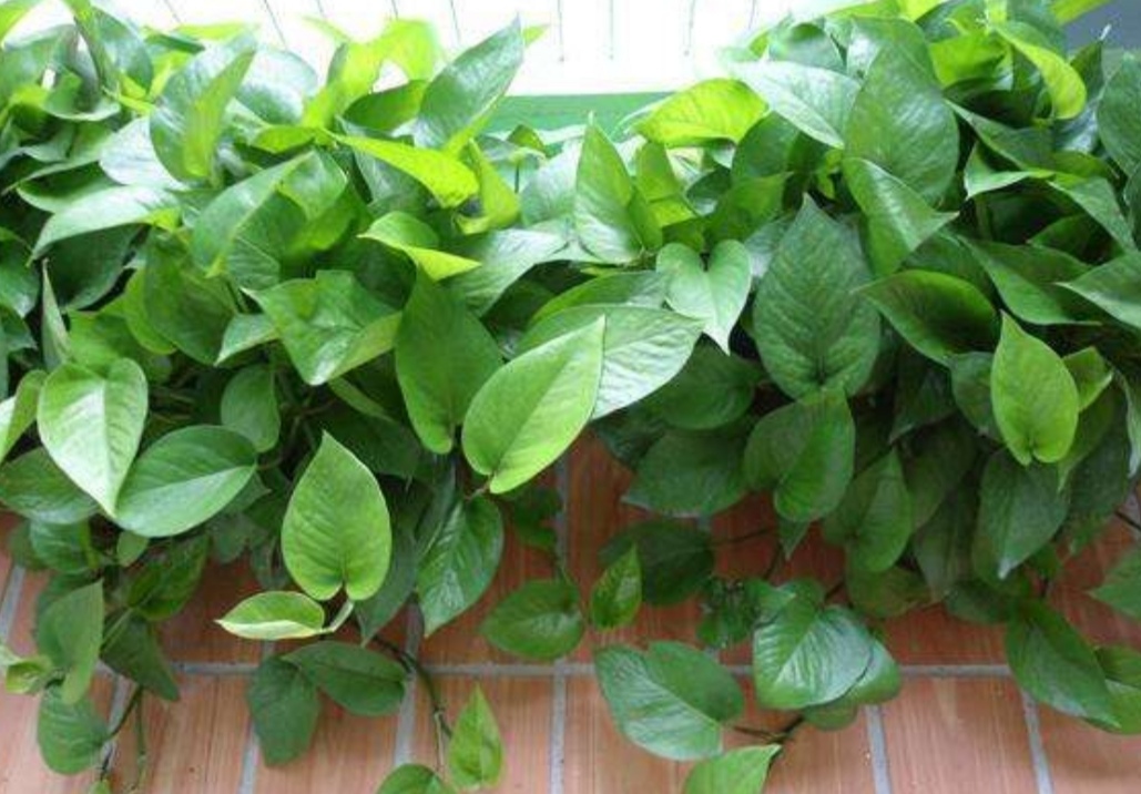 绿萝出现黄叶和烂根怎么处理,绿萝烂根黄叶的原因及解决方法