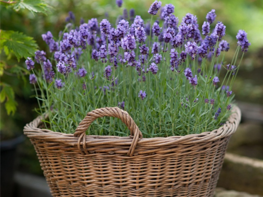 薰衣草盆栽四季开花,盆栽薰衣草长不起来