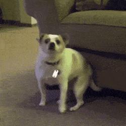 养猫狗常备药,宠物猫狗常用药