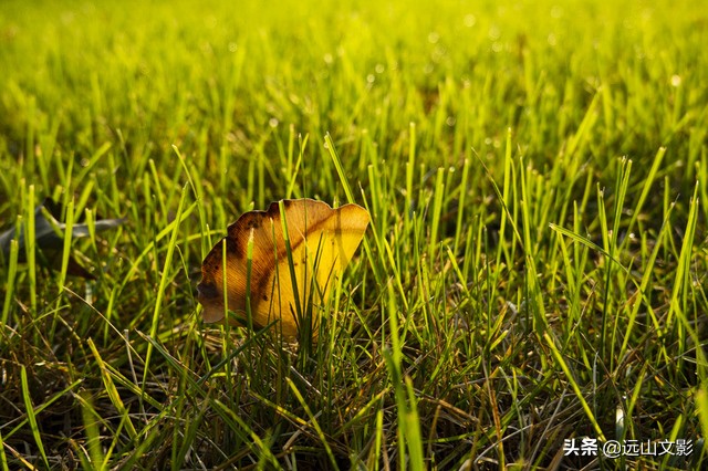 索尼黑卡二怎么拍,索尼黑卡2大光圈拍视频