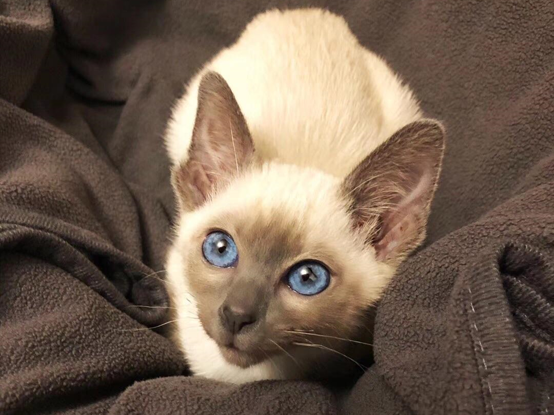 猫咪毛发变颜色是怎么回事,辟谣猫咪谣言