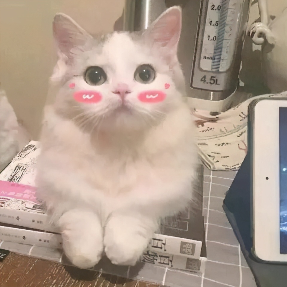 猫咪眼睛流泪有脓性分泌物,猫咪的眼睛发红有分泌物