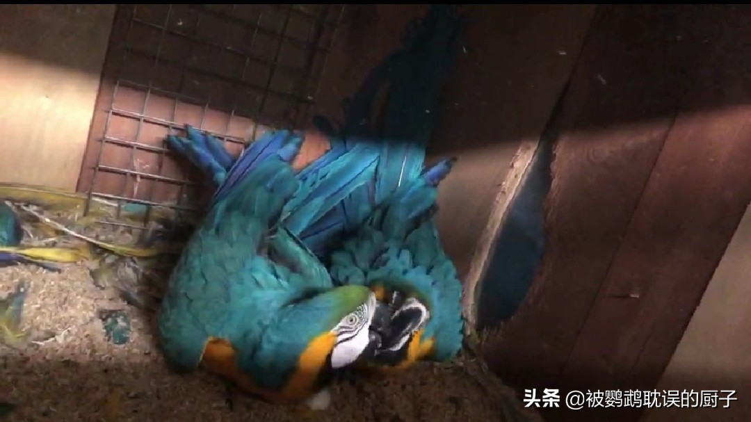 鹦鹉翅膀底下掉毛,我家鹦鹉下蛋了怎么办