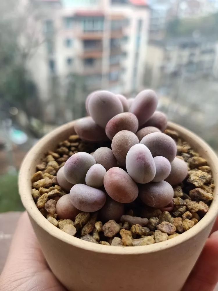 适合学生党养的多肉,适合大学宿舍长期养的多肉