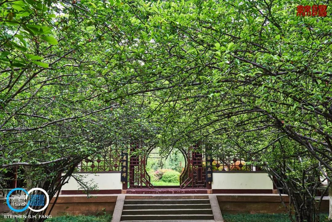 李子柒家乡成旅游景点,李子柒乡愁