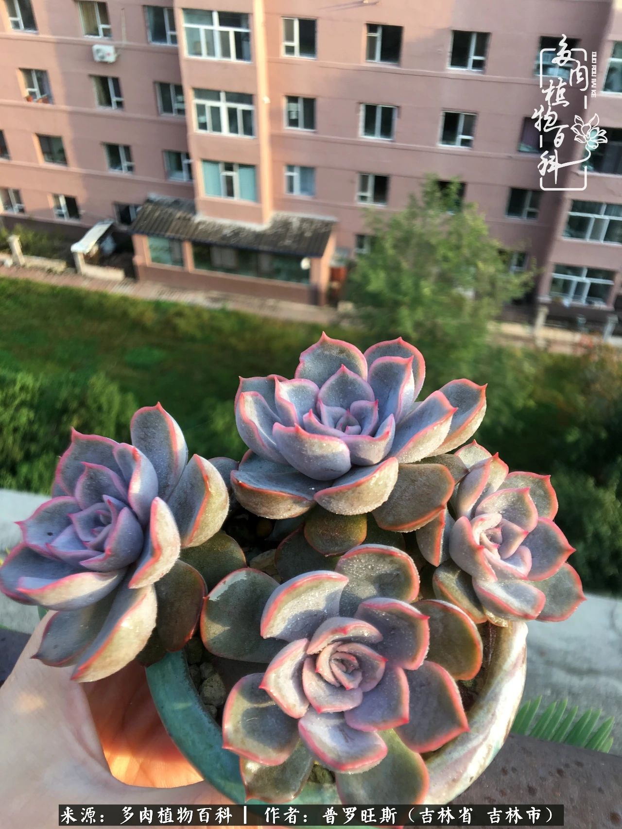 日日勤服侍，日日勤拂拭！服侍花儿，就是拂拭心灵