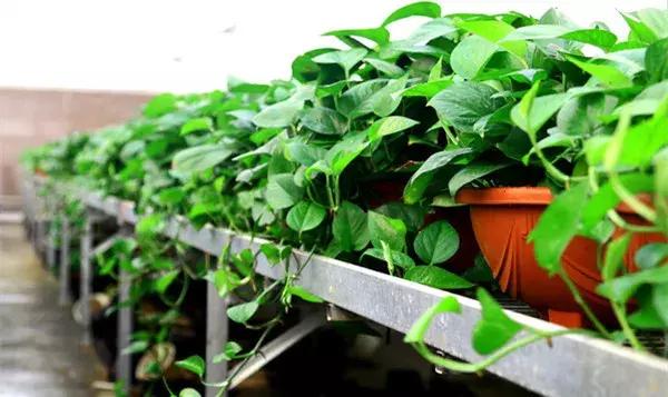 绿萝加点什么两三米长都不是问题,绿萝怎么长得壮可以爬墙