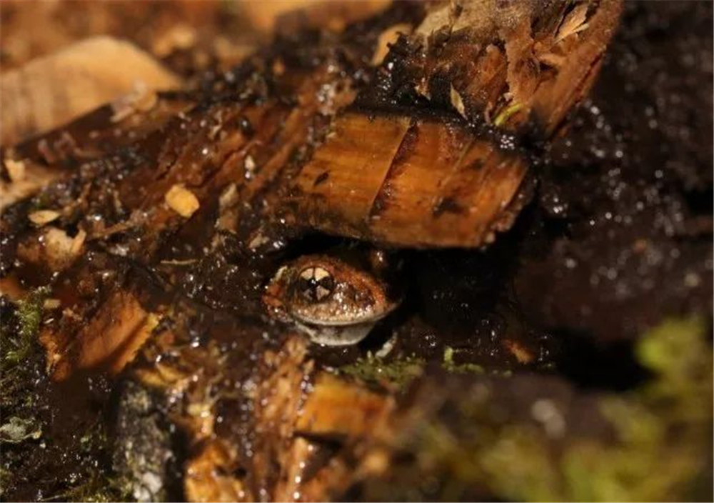 西藏发现最大的青蛙,墨脱发现青蛙视频