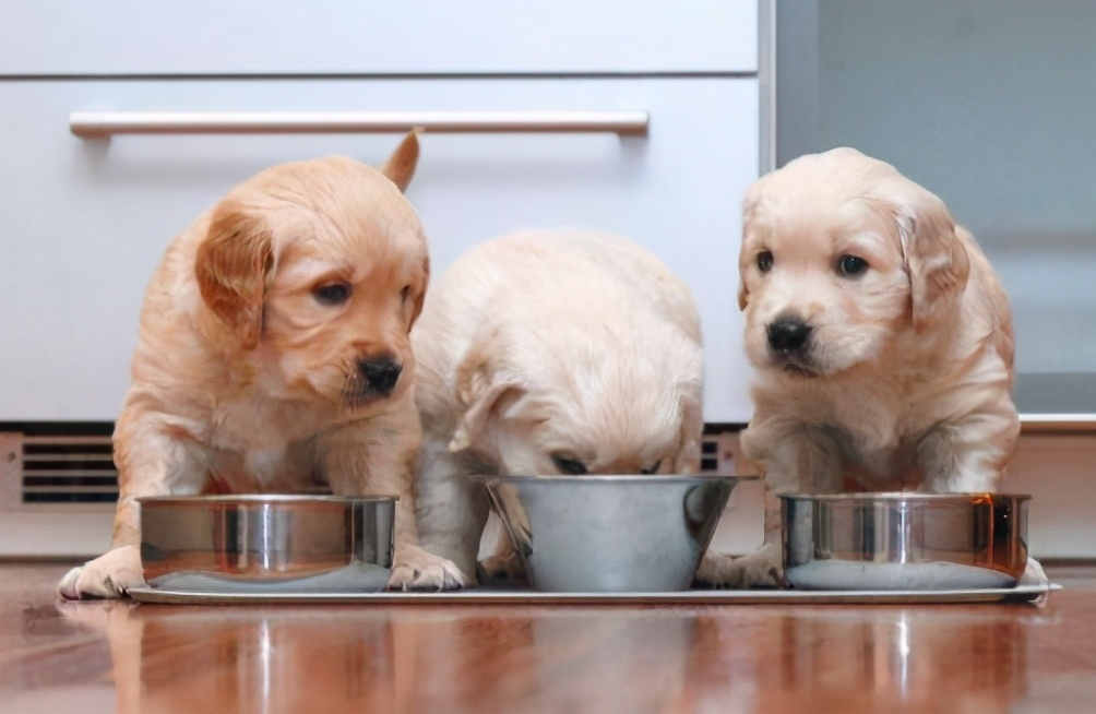 老祖宗选狗方法,挑选好狗最简单的办法