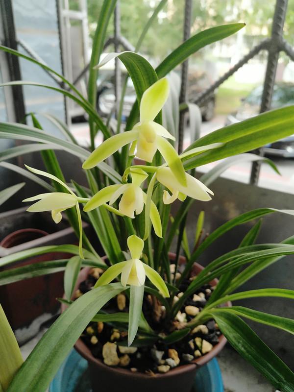 最耐阴不需要阳光的植物室外,喜阴怕阳光非常好养的盆栽大全