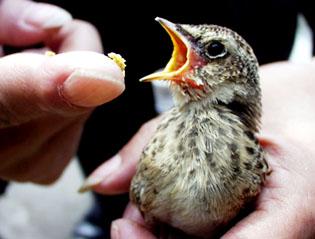 从雏鸟长到成年要多长时间,刚出壳的幼鸟大鸟怎么喂养幼鸟