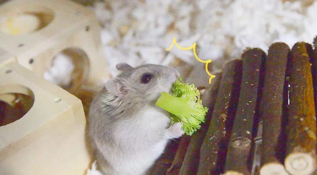 仓鼠流鼻血了是上火了吗,仓鼠上火一只眼睛睁不开怎么办