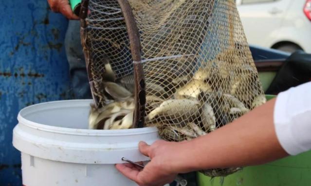 提高鱼病治疗效果的三个要领