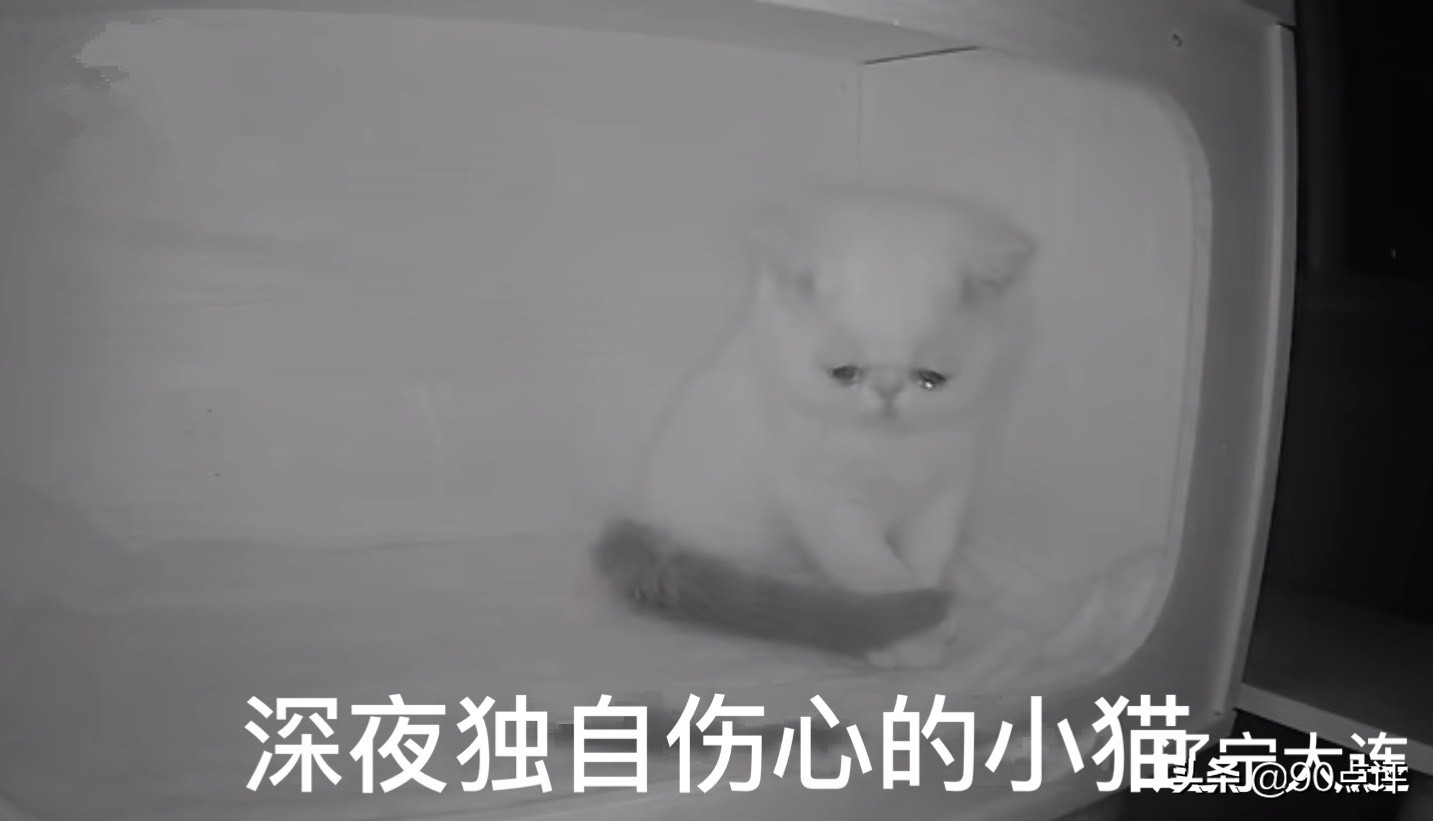 辽宁：小猫的兄弟姐妹被抱走，孤独的它落泪了，网友见之很心疼