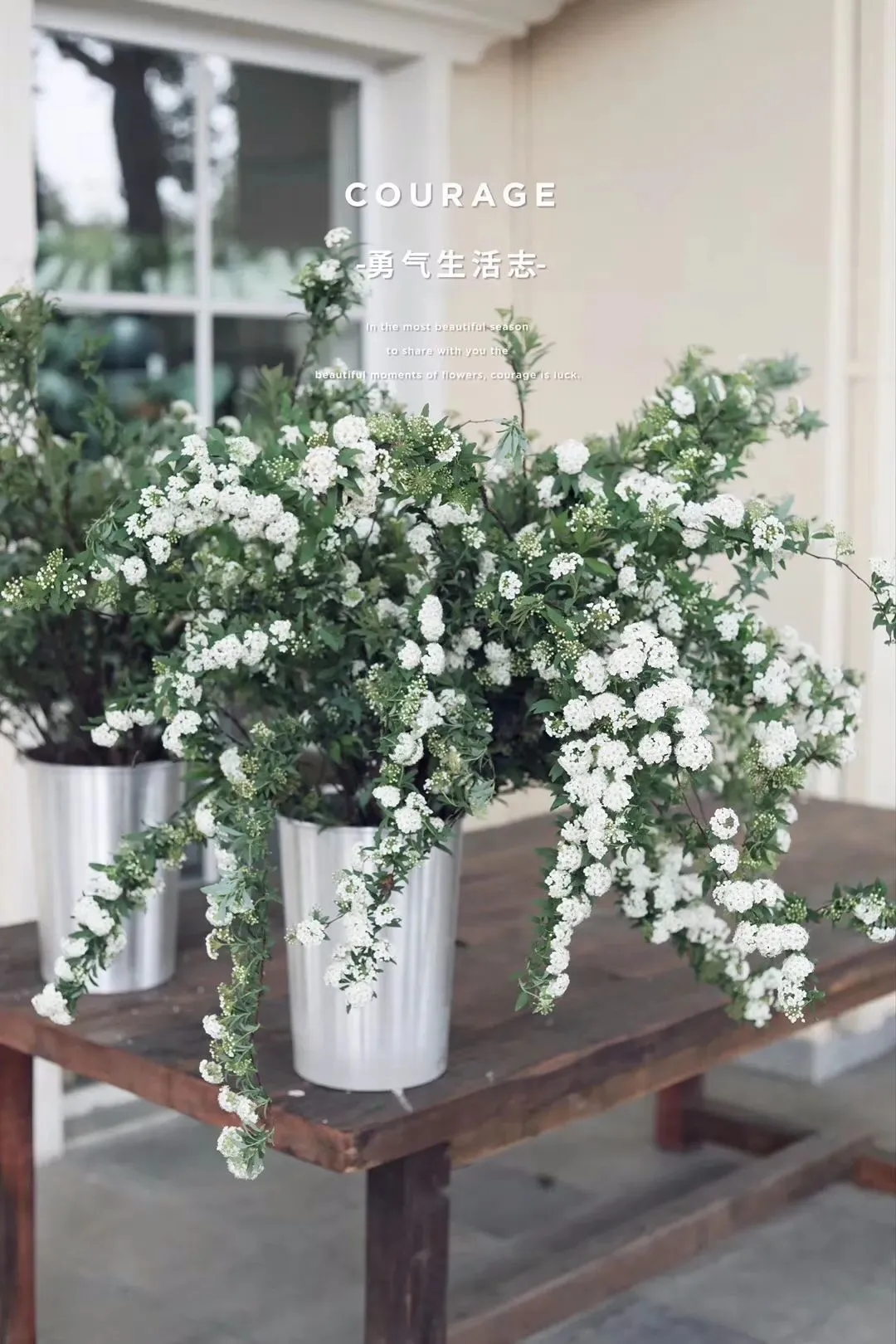 植库‖浪漫清新的小手球，为你带来氧气小森林