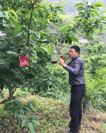 果园金龟子怎么除掉,果园灭金龟子