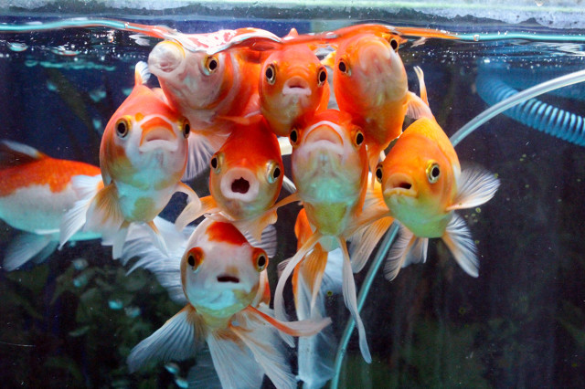 底滤鱼缸里的小鱼不见了怎么回事,底滤大鱼缸换水的正确方法