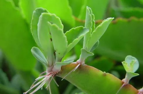多肉植物有毒吗误食了怎么办,多肉植物真的有毒吗视频