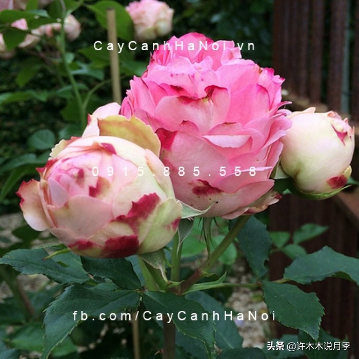 多菌灵可以治疗月季灰霉病吗,月季灰霉病黑斑病黄叶打什么药