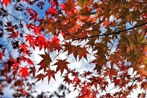 云南适合深秋游玩的地方,云南的秋天适合去哪些景点