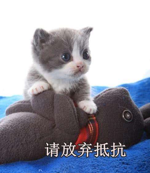 《魔兽世界》怀旧服！不成熟的增强萨宏命令推荐