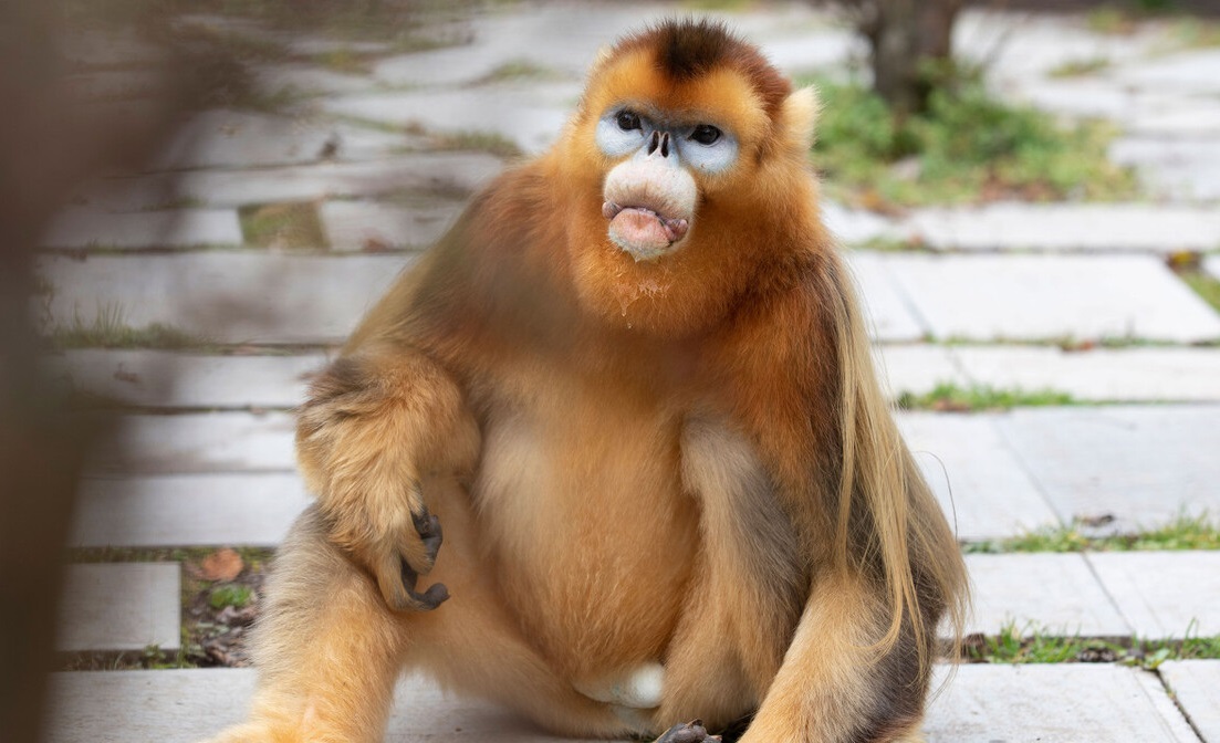 金丝猴也心机，为上位上演宫斗戏，多数小猴非公猴亲生