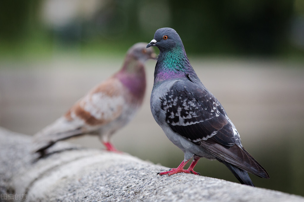 夏季信鸽水便绿便怎么治疗,赛鸽水便吃啥药