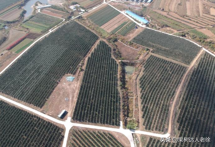 苹果矮化栽培管理,苹果矮化栽培的原理