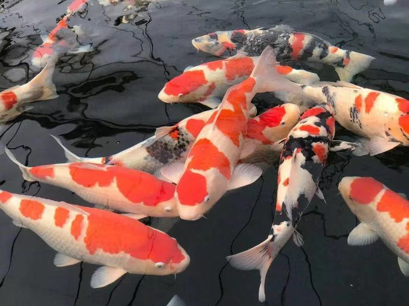 渔友张哥小视频,新鱼缸养锦鲤鱼正确的方法和技巧