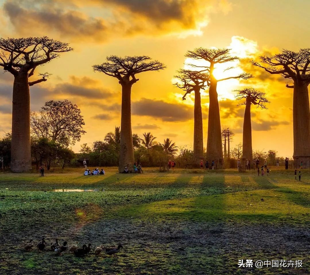 从小就觉得面包树上结的是“面包”？你只差一个亲眼看看的机会