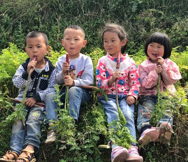 花青素甜脆萝卜,维c含量高的野果