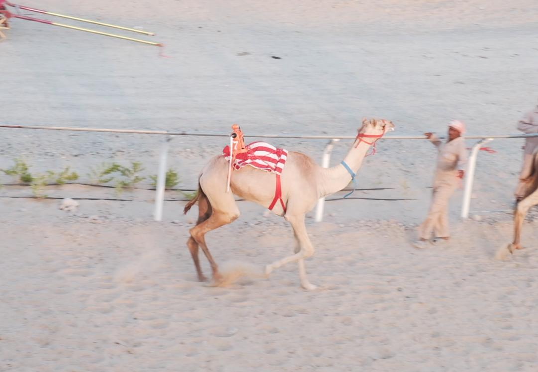 鎴戝湪杩嫓鍘熺増瑙嗛,杩嫓鐨勮禌楠嗛┘