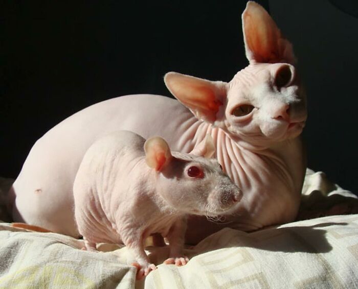 当不同物种的小动物们忽然“撞衫”…同款配色双倍的可爱