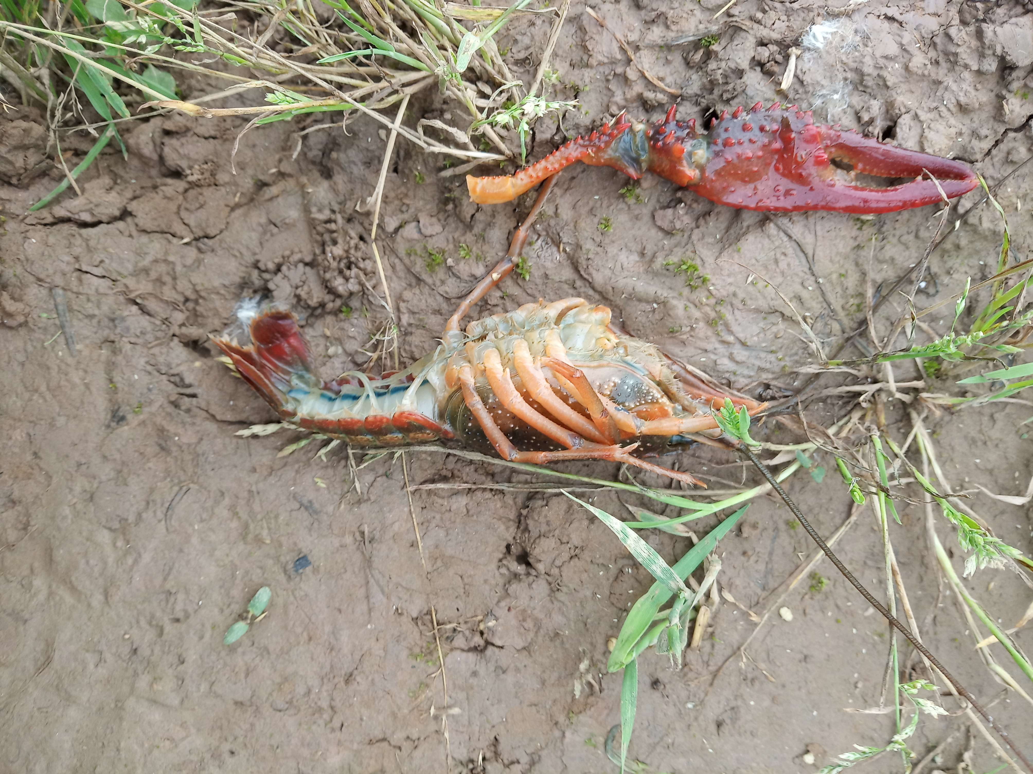 稻虾田漏水补救方法,虾田漏水怎么办