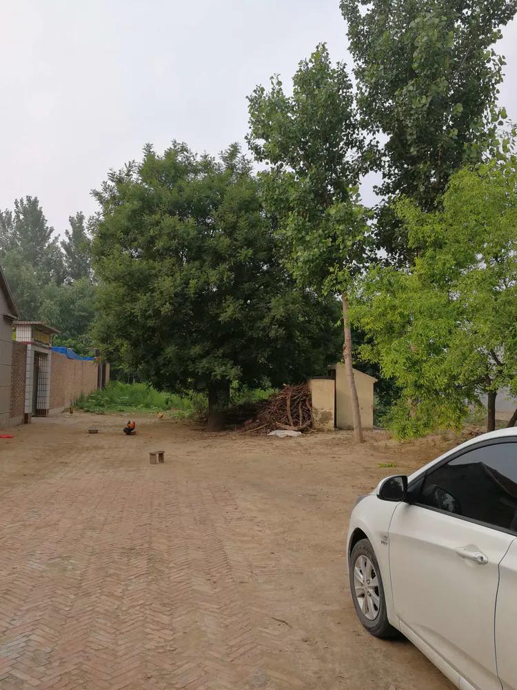 散文守望这方红色沃土,散文守望麦田